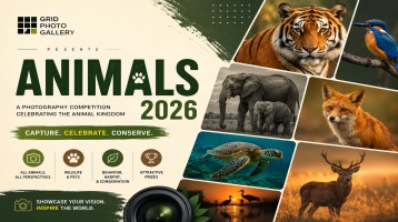 Grid Photo Gallery Animals 2026